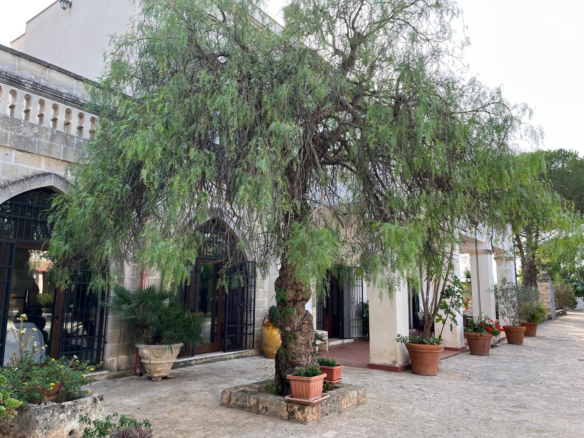 Masseria La Camardia Sava Екстер'єр фото